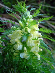 Pedicularis foliosa