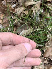 Carex texensis