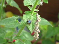 Lucilia eximia