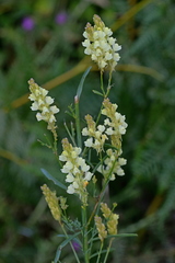 Linaria peloponnesiaca