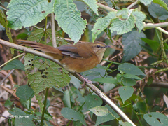 Bradypterus cinnamomeus