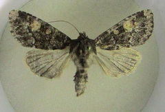 Apamea rubrirena