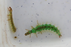 Rhyacophiloidea