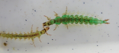 Rhyacophiloidea