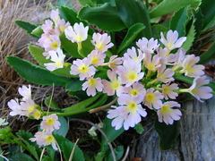 Primula × pubescens