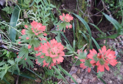 iNaturalist observation photo of Paintbrushes