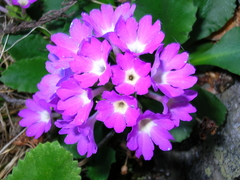 Primula × pubescens
