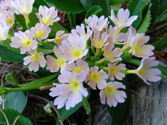 Primula × pubescens