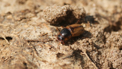 Bodilopsis sordida