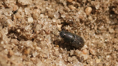 Trichonotulus scrofa