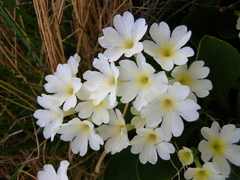 Primula × pubescens