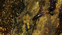 Quedius truncicola
