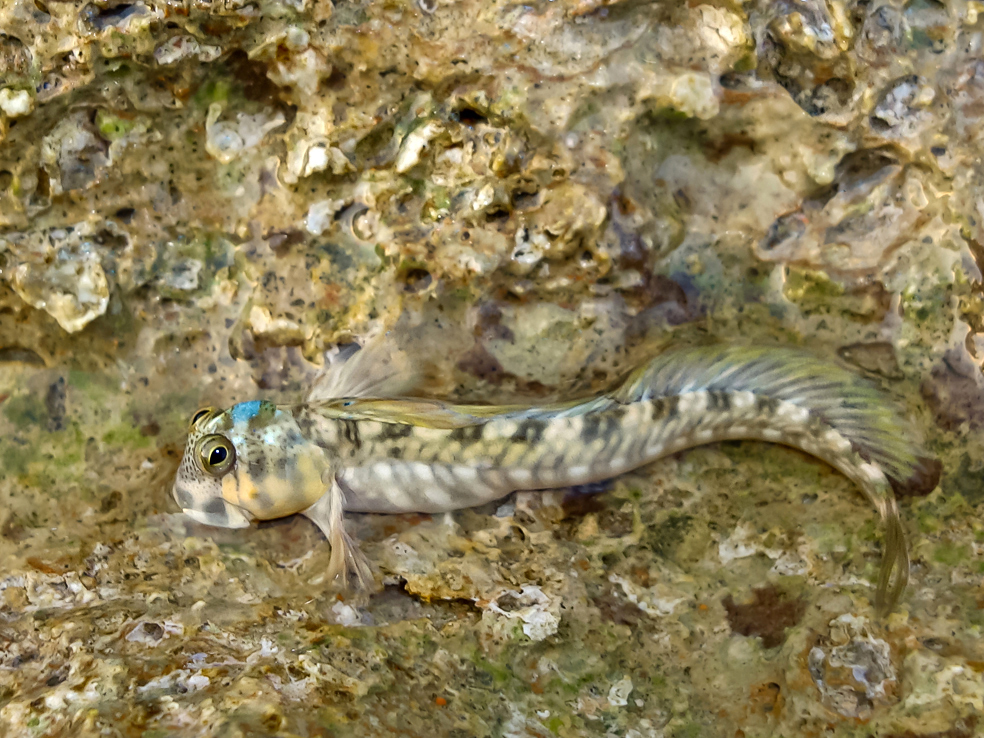 Leaping Blennies