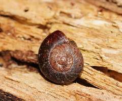 Austrorhytida glaciamans