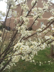 Prunus salicina