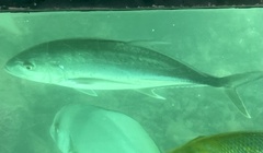 Caranx papuensis