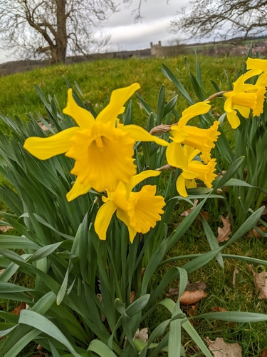Spanish Daffodil (Narcissus hispanicus)