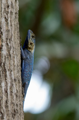 Agama mucosoensis