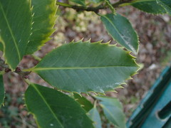 Ilex koehneana