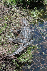 Alligator mississippiensis