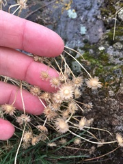 Erigeron pumilus