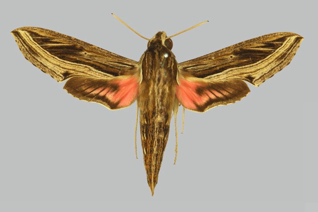 Hippotion aporodes