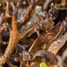 Cetraria islandica crispiformis - Photo (c) seanbasquill, μερικά δικαιώματα διατηρούνται (CC BY-NC), uploaded by seanbasquill