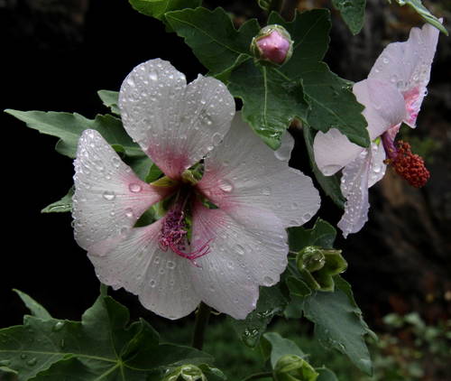 Malva acerifolia image