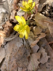 Eranthis