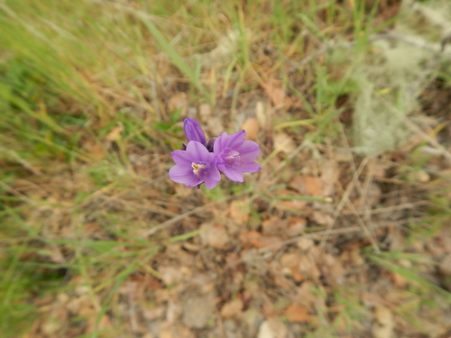 iNaturalist observation photo of Dipterostemon capitatus capitatus
