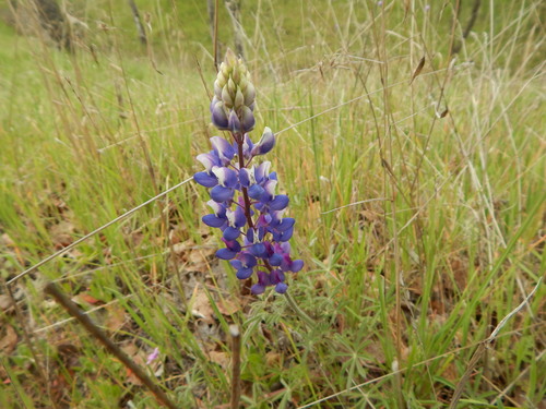 iNaturalist observation photo of lupines