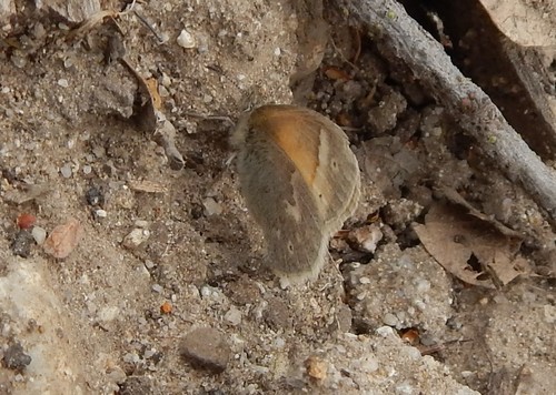 iNaturalist observation photo of Common Ringlet