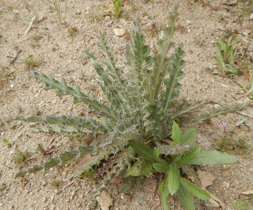 iNaturalist observation photo of Thistles and Allies