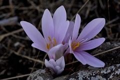 Colchicum hierosolymitanum