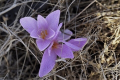 Colchicum hierosolymitanum