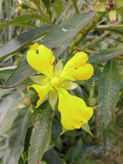 Ludwigia elegans