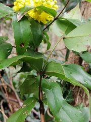 Berberis aquifolium