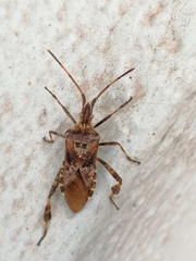 Leptoglossus occidentalis