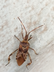 Leptoglossus occidentalis