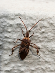 Leptoglossus occidentalis