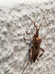 Leptoglossus occidentalis