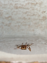 Leptoglossus occidentalis