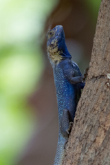 Agama mucosoensis
