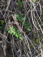 Pellaea andromedifolia pubescens
