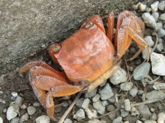 Orisarma intermedium
