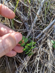 Pellaea andromedifolia pubescens
