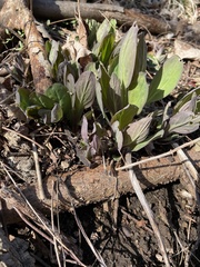 Mertensia virginica