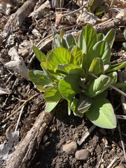 Mertensia virginica