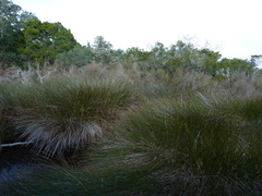 Juncus roemerianus
