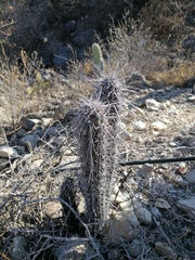 Lemaireocereus hollianus